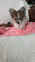Buttercup , a female Pomeranian for sale in Shipshewana, IN – 7 of 8