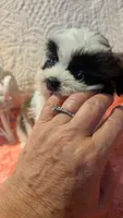 Tracker , a male Shih Tzu for sale in Shipshewana, IN – 6 of 9