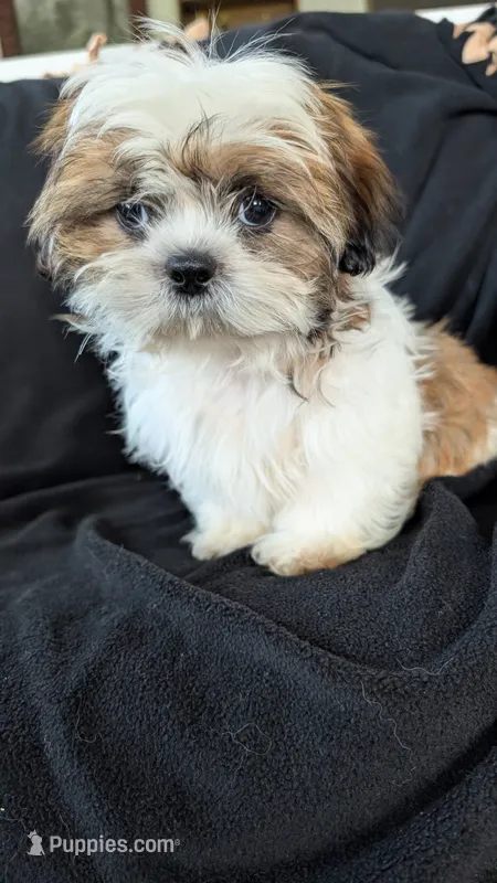 Jax – Shih Tzu puppy for sale in Shipshewana, IN