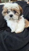 Jax, a male Shih Tzu for sale in Shipshewana, IN – 8 of 10