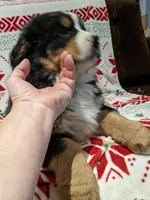Cricket, a female Bernese Mountain Dog for sale in Shipshewana, IN – Photo 7 of 9