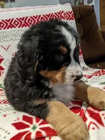 Cricket, a female Bernese Mountain Dog for sale in Shipshewana, IN – Photo 9 of 9
