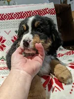 Cricket, a female Bernese Mountain Dog for sale in Shipshewana, IN – Photo 2 of 9