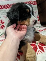Cricket, a female Bernese Mountain Dog for sale in Shipshewana, IN – Photo 8 of 9