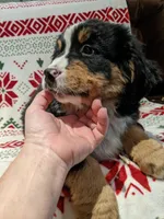 Cricket, a female Bernese Mountain Dog for sale in Shipshewana, IN – Photo 1 of 9