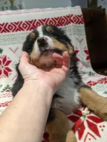 Cricket, a female Bernese Mountain Dog for sale in Shipshewana, IN – Photo 4 of 9