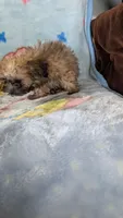 Luke , a male Pomapoo for sale in Shipshewana, IN – 7 of 10
