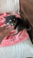 Angel , a female Pomeranian for sale in Shipshewana, IN – 6 of 8