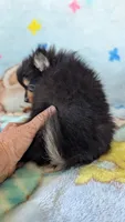 Royal , a male Pomeranian for sale in Shipshewana, IN – 7 of 10