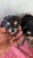 Angel , a female Pomeranian for sale in Shipshewana, IN – 5 of 8