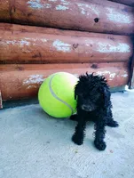 Petunias , a female Poodle - Toy  for sale in Shipshewana, IN – 3 of 9