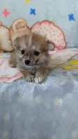 Pippi, a female Pomeranian for sale in Shipshewana, IN – 3 of 10