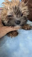 Luke , a male Pomapoo for sale in Shipshewana, IN – 6 of 10
