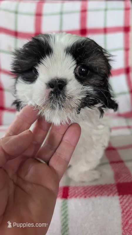 Duke  – Shih Tzu puppy for sale in Shipshewana, IN
