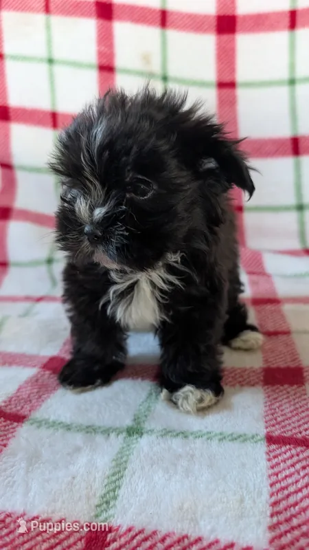 Luster – Maltipom puppy for sale in Shipshewana, IN