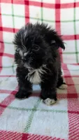 Luster, a male Maltipom for sale in Shipshewana, IN – 1 of 10