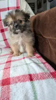Joann, a female Pomapoo for sale in Shipshewana, IN – 6 of 10