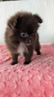Crunchy , a female Pomeranian for sale in Shipshewana, IN – 4 of 10