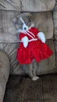 Happy , a female Pomeranian for sale in Shipshewana, IN – 7 of 10