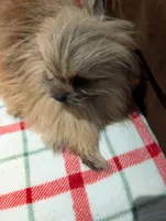 Manny , a male Pomeranian for sale in Shipshewana, IN – Photo 4 of 10