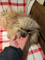 Manny , a male Pomeranian for sale in Shipshewana, IN – Photo 9 of 10