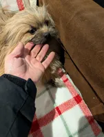 Manny , a male Pomeranian for sale in Shipshewana, IN – Photo 7 of 10