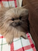 Manny , a male Pomeranian for sale in Shipshewana, IN – Photo 5 of 10