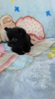 Dinah, a female Pomeranian for sale in Shipshewana, IN – 3 of 10