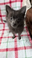 Gracie, a female Pomeranian for sale in Shipshewana, IN – 1 of 10