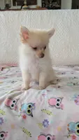 Tracy, a female Pomeranian for sale in Shipshewana, IN – 5 of 10