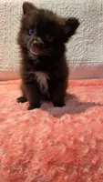 Gus, a male Pomeranian for sale in Shipshewana, IN – 4 of 10