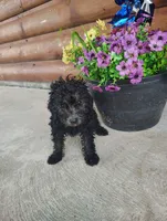 Petunias , a female Poodle - Toy  for sale in Shipshewana, IN – 4 of 9