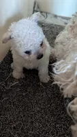 Serena, a female Pomapoo for sale in Shipshewana, IN – 6 of 9