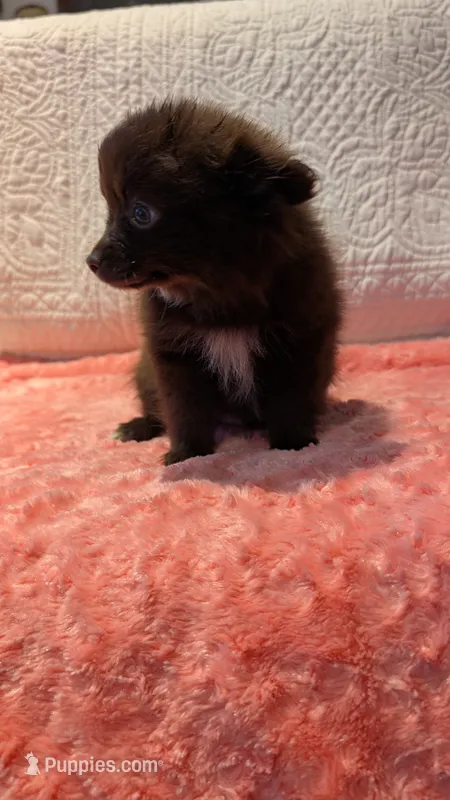 Gus – Pomeranian puppy for sale in Shipshewana, IN