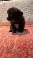 Gus, a male Pomeranian for sale in Shipshewana, IN – 1 of 10