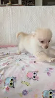 Tracy, a female Pomeranian for sale in Shipshewana, IN – 4 of 10