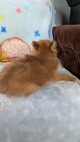 Luna , a female Pomeranian for sale in Shipshewana, IN – 6 of 10