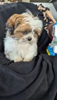 Jax, a male Shih Tzu for sale in Shipshewana, IN – 9 of 10