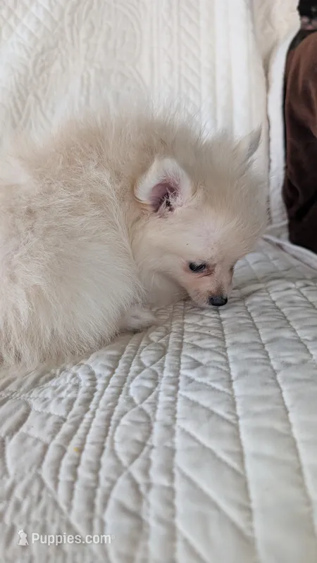 Creamer – Pomeranian puppy for sale in Shipshewana, IN