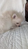 Creamer, a female Pomeranian for sale in Shipshewana, IN – 1 of 10