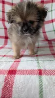 Mike , a male Shiranian for sale in Shipshewana, IN – 2 of 10