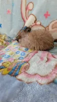 Joyce , a female Pomapoo for sale in Shipshewana, IN – 6 of 7