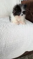 Willie, a male Pomeranian for sale in Shipshewana, IN – 1 of 8