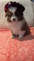 May, a male Pomeranian for sale in Shipshewana, IN – 3 of 10