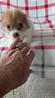 Max, a male Pomeranian for sale in Shipshewana, IN – 3 of 10