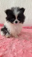 Lasso, a male Pomeranian for sale in Shipshewana, IN – 4 of 10