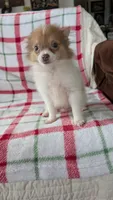 Max, a male Pomeranian for sale in Shipshewana, IN – 9 of 10