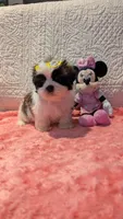 Tracker , a male Shih Tzu for sale in Shipshewana, IN – 4 of 9
