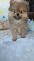 Leasel, a male Pomeranian for sale in Shipshewana, IN – 9 of 10