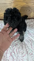 Patsie, a female Poodle - Toy  for sale in Shipshewana, IN – 10 of 10